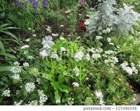 Hydrangea buds surrounded by allium and daisy Hydrangea buds surrounded by allium and daisy 115340338