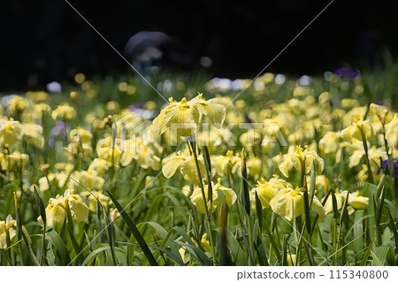 A beautiful landscape of colorful irises in bloom 115340800