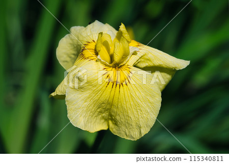 色彩繽紛的花朵綻放美麗的風景 色彩繽紛的花朵綻放美麗的風景 115340811