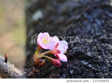 四國香川縣丸龜市福城寺的冷櫻花 四國香川縣丸龜市福城寺的冷櫻花 115340855