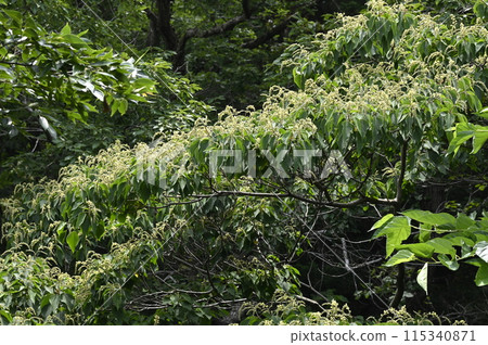 森林邊緣盛開的赤龜石花 森林邊緣盛開的赤龜石花 115340871