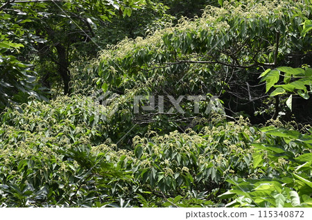森林邊緣盛開的赤龜石花 森林邊緣盛開的赤龜石花 115340872