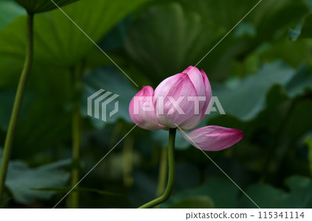 Landscape with lotus flowers Landscape with lotus flowers 115341114