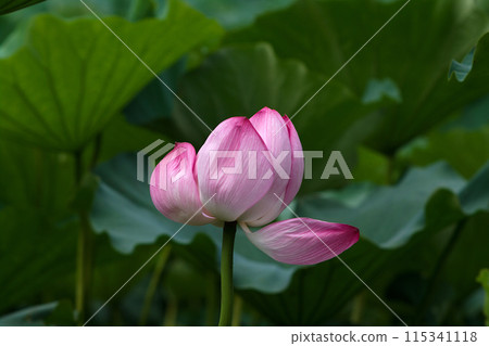 風景與蓮花 115341118