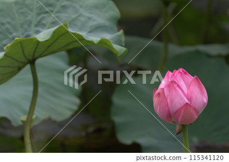 蓮花花蕾和花蕾 115341120