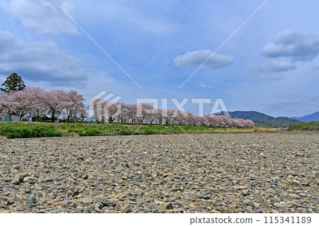 高時川櫻花 高時川櫻花 115341189