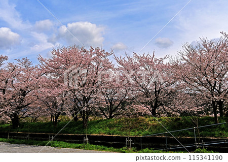 高時川櫻花 高時川櫻花 115341190