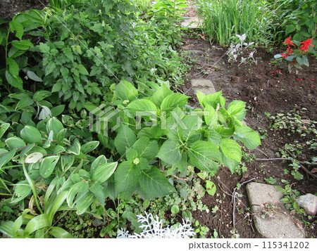 安娜貝爾繡球花和紅花鼠尾草 115341202