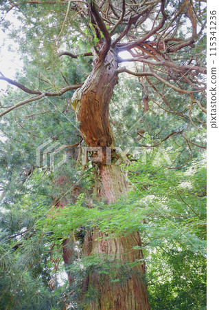 Kamakura: Koyamaki (Japanese cedar) at Jochiji Temple 115341236