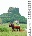 Sigiriya Rock and Elephant Ride Sigiriya Rock and Elephant Ride 115341355