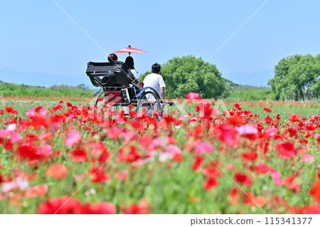 Poppy fields in full bloom, Poppy Happy Square, Konosu City, Saitama Prefecture Poppy fields in full bloom, Poppy Happy Square, Konosu City, Saitama Prefecture 115341377
