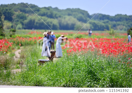 Poppy fields in full bloom, Poppy Happy Square, Konosu City, Saitama Prefecture 115341392