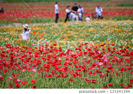Poppy fields in full bloom, Poppy Happy Square, Konosu City, Saitama Prefecture 115341394