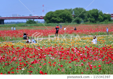 Poppy fields in full bloom, Poppy Happy Square, Konosu City, Saitama Prefecture Poppy fields in full bloom, Poppy Happy Square, Konosu City, Saitama Prefecture 115341397