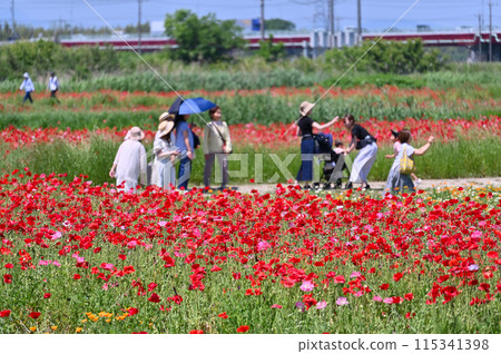 Poppy fields in full bloom, Poppy Happy Square, Konosu City, Saitama Prefecture 115341398