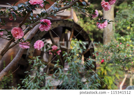 Camellia flowers and waterwheel Camellia flowers and waterwheel 115341512