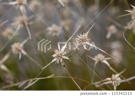 After flowering of the white sedge 115341513