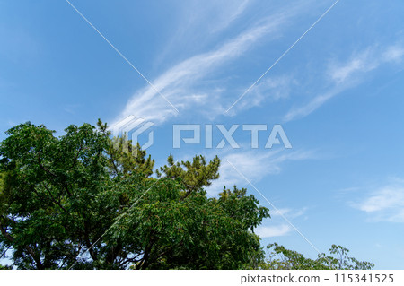 藍天和白色雲彩在初夏 115341525