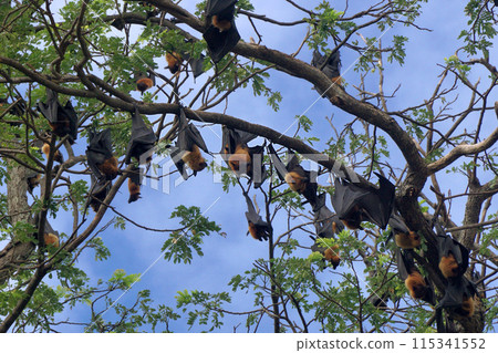 flying fox or big bat flying fox or big bat 115341552