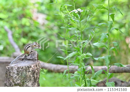 A baby chipmunk squirrel basking in the twilight amongst the fresh greenery A baby chipmunk squirrel basking in the twilight amongst the fresh greenery 115341580