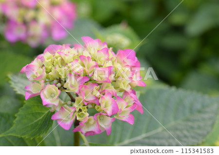 hydrangea hydrangea 115341583