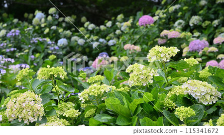 Hydrangea hydrangea at Awai Shrine, Kanonji City, Kagawa Prefecture, Shikoku 115341672