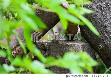 Cute baby chipmunk 115341701