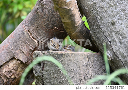 Innocent baby chipmunks coming out of their burrows 115341761