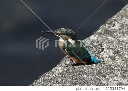 Interdiction 115341794