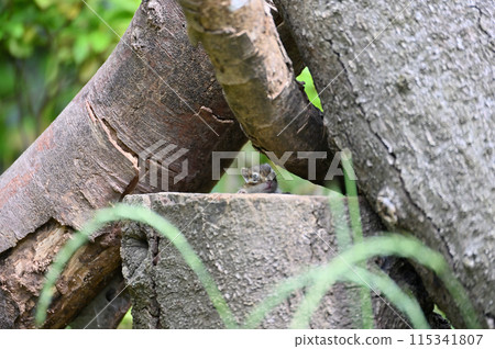 An innocent baby chipmunk peeking out of its burrow An innocent baby chipmunk peeking out of its burrow 115341807