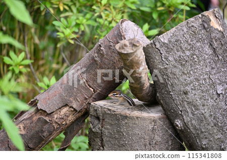 An innocent baby chipmunk peeking out of its burrow 115341808