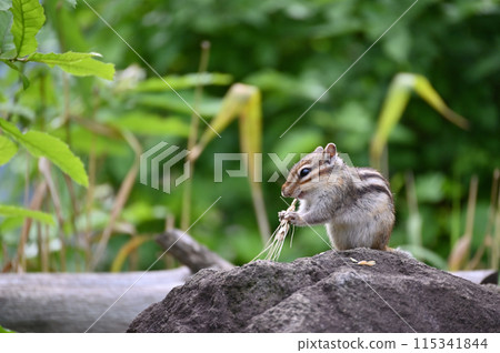天真可愛的小松鼠花栗鼠 天真可愛的小松鼠花栗鼠 115341844