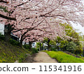 Cherry blossoms in full bloom along the path along the Naka River that runs through Fukuoka city 115341916