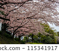 Cherry blossoms in full bloom along the path along the Naka River that runs through Fukuoka city 115341917