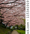 Cherry blossoms in full bloom along the path along the Naka River that runs through Fukuoka city 115341919