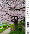 Cherry blossoms in full bloom along the path along the Naka River that runs through Fukuoka city 115341920