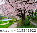 Cherry blossoms in full bloom along the path along the Naka River that runs through Fukuoka city 115341922