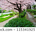 Cherry blossoms in full bloom along the path along the Naka River that runs through Fukuoka city 115341925