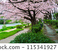 Cherry blossoms in full bloom along the path along the Naka River that runs through Fukuoka city 115341927