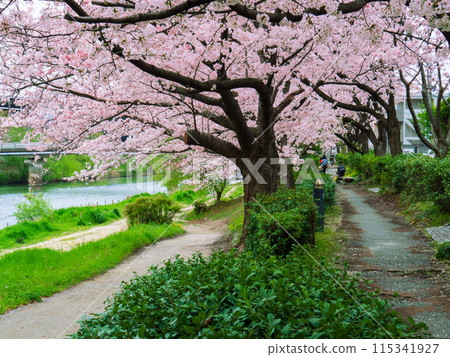 Cherry blossoms in full bloom along the path along the Naka River that runs through Fukuoka city Cherry blossoms in full bloom along the path along the Naka River that runs through Fukuoka city 115341927