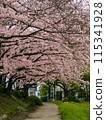 Cherry blossoms in full bloom along the path along the Naka River that runs through Fukuoka city 115341928