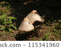 mushroom 115341960