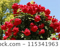 Natural bouquets 115341963