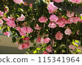 Rose Lantern 115341964