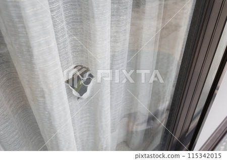 The lace curtains are torn The lace curtains are torn 115342015