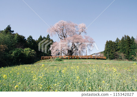 福島縣山津町的「戶津櫻花」。樹齡約600年，被福島縣指定為天然紀念物 115342027