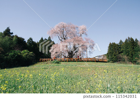 "Totsube no Sakura" in Yamatsuri Town, Fukushima Prefecture. The tree is about 600 years old and is a designated natural monument of Fukushima Prefecture. "Totsube no Sakura" in Yamatsuri Town, Fukushima Prefecture. The tree is about 600 years old and is a designated natural monument of Fukushima Prefecture. 115342031