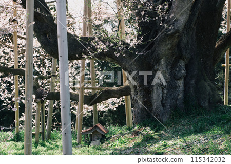 "Totsube no Sakura" in Yamatsuri Town, Fukushima Prefecture. The tree is about 600 years old and is a designated natural monument of Fukushima Prefecture. 115342032