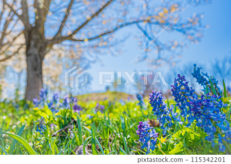 Scenery of Mikasayama Natural Park, Hokkaido Scenery of Mikasayama Natural Park, Hokkaido 115342201
