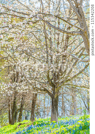 Scenery of Mikasayama Natural Park, Hokkaido 115342208